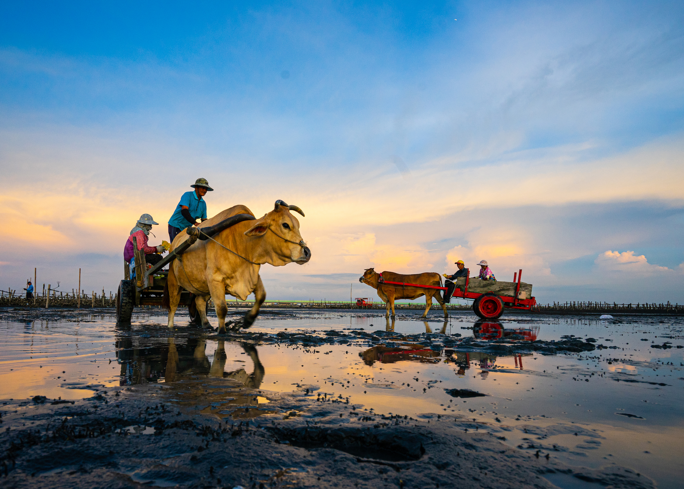 彰化海牛採蚵生态旅游圖片