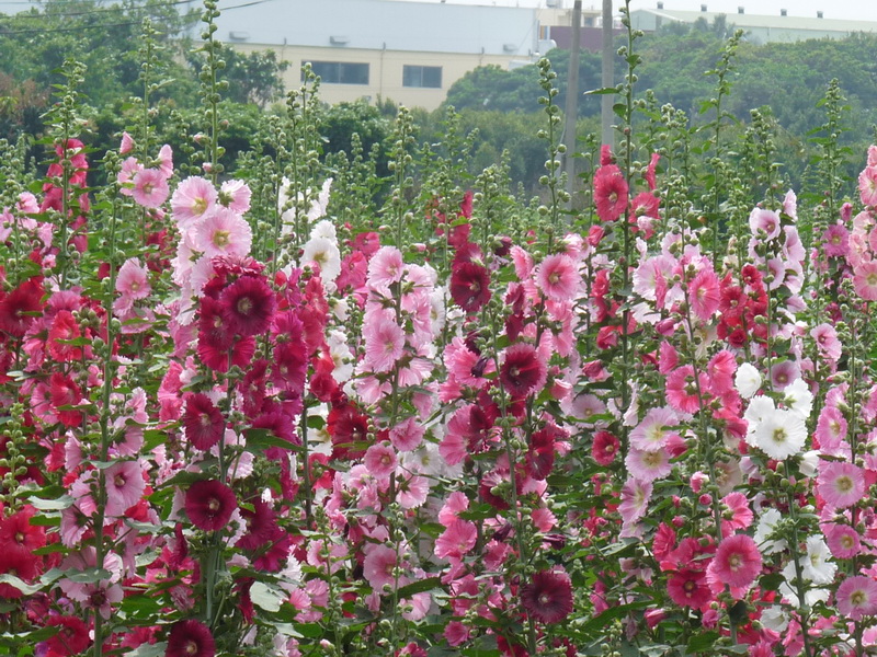 愛在員林蜀葵花觀光文化季