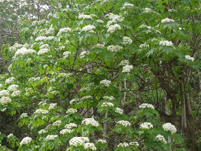 挑水古道油桐花