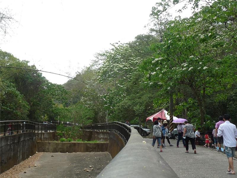 挑水古道油桐花