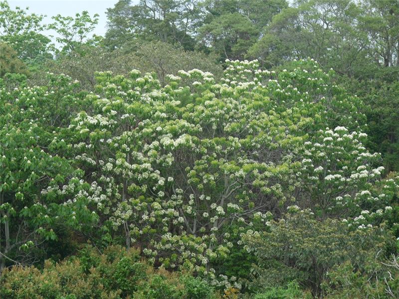 139縣道山谷油桐花