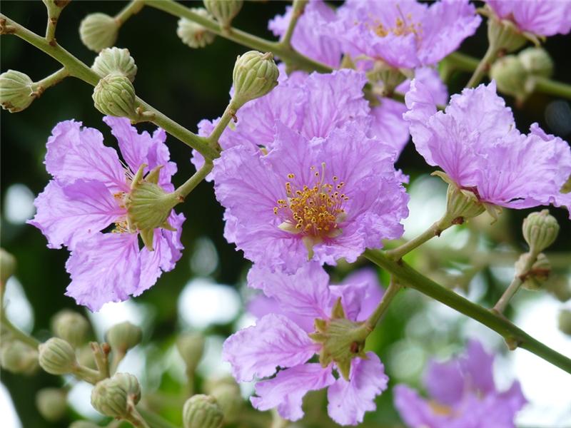 【春之花訊】夏至暑氣來臨－彰化大花紫薇熱情盛開