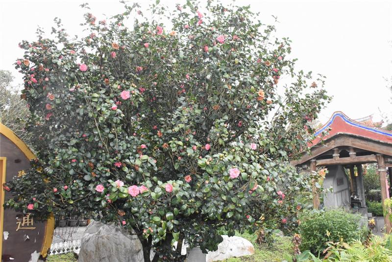 社頭清水岩珍貴茶花展開幕