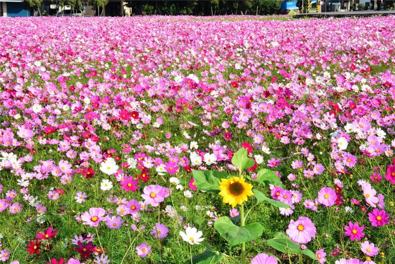 埔鹽鄉2017南新農村花海藝術季-花海