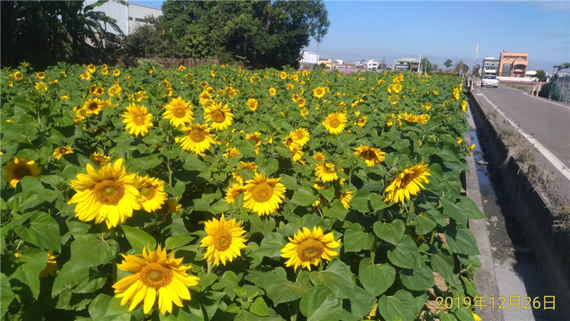 2020春遊彰化賞花海