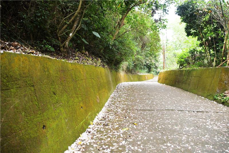 「挑水古道」賞桐花 走出戶外登山健身