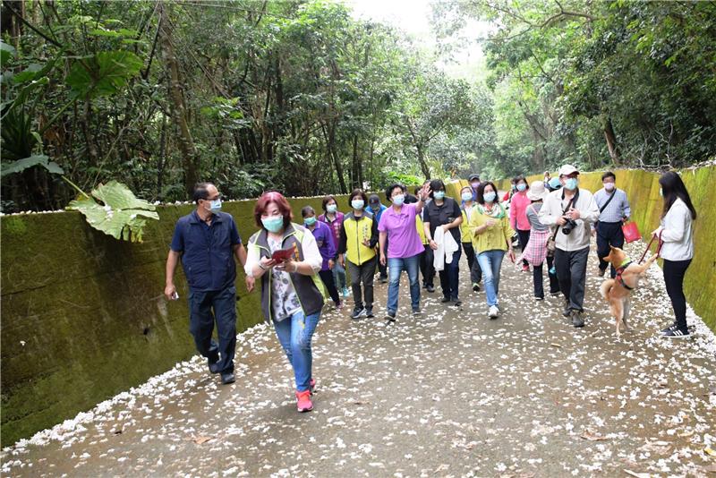 「挑水古道」賞桐花 走出戶外登山健身