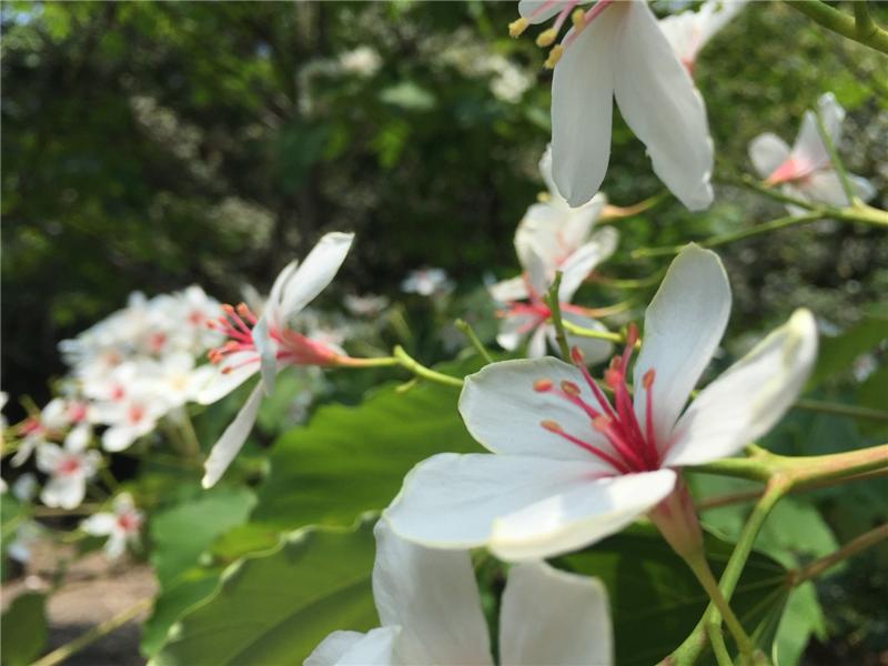 五月油桐　落雪繽紛　讓我們初夏一同遊桐趣