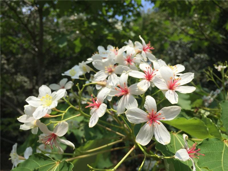 五月油桐　落雪繽紛　讓我們初夏一同遊桐趣