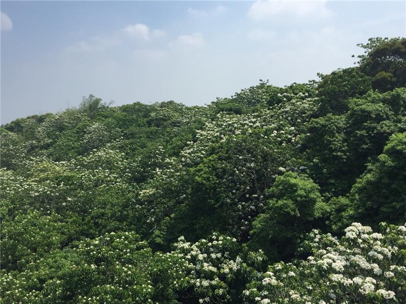 五月油桐　落雪繽紛　讓我們初夏一同遊桐趣