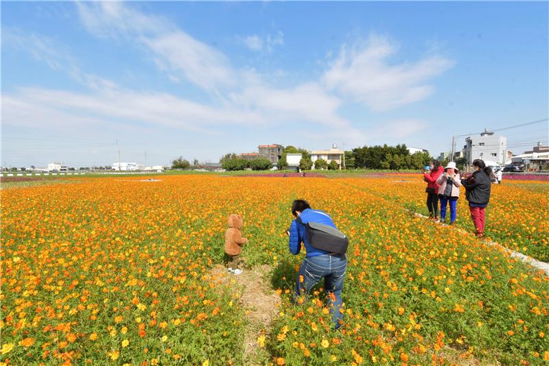 波斯菊花海