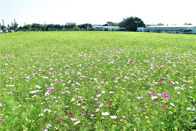 2021春遊彰化花海