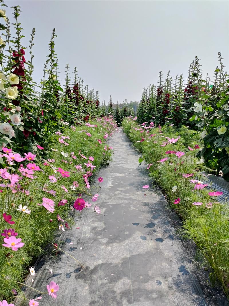 彰化春天百花盛開 員林蜀葵花季歡迎您來賞花