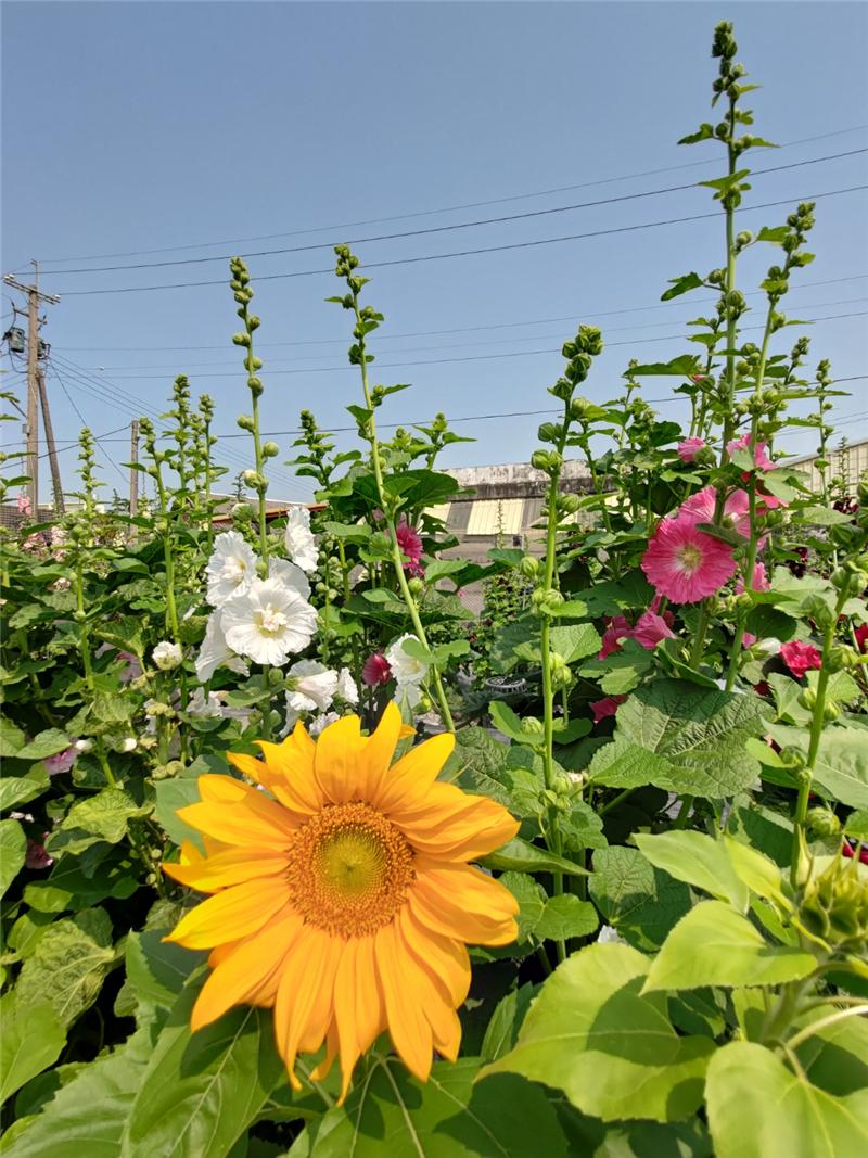 彰化春天百花盛開 員林蜀葵花季歡迎您來賞花