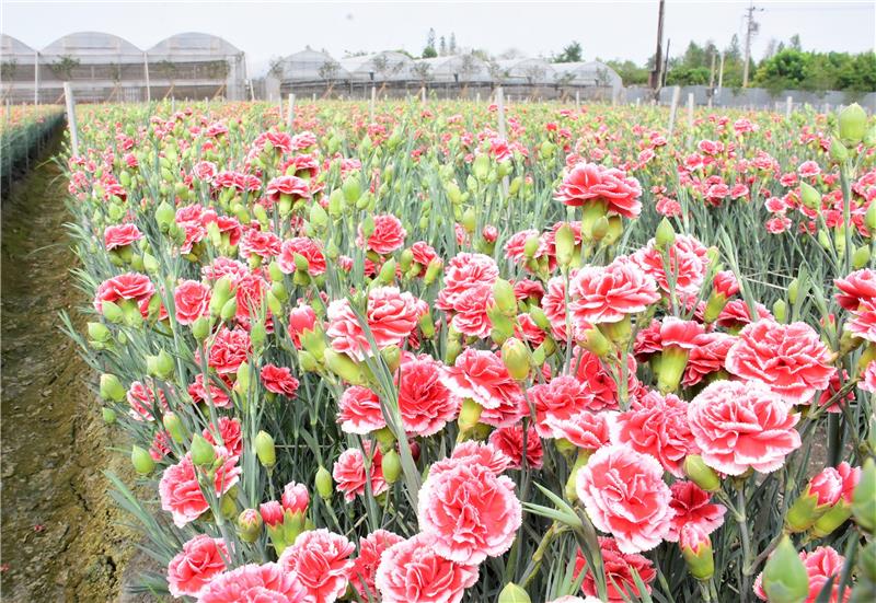 「花現美好馨情」康乃馨行銷推廣