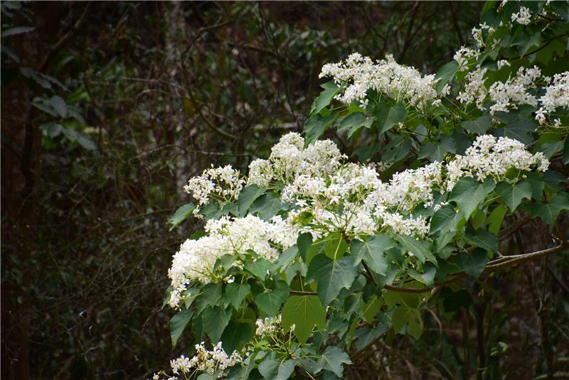 「好客員林，桐遊趣」健走寫生暨母親節慶祝活動 5月8-9日在員林藤山步道登場