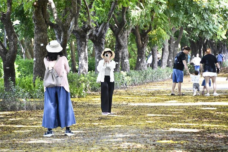 2025東螺溪戀戀欒樹節