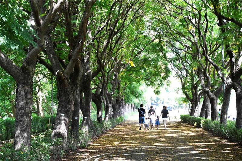 2025東螺溪戀戀欒樹節
