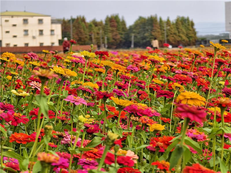 【賞花情報】  花的故鄉・