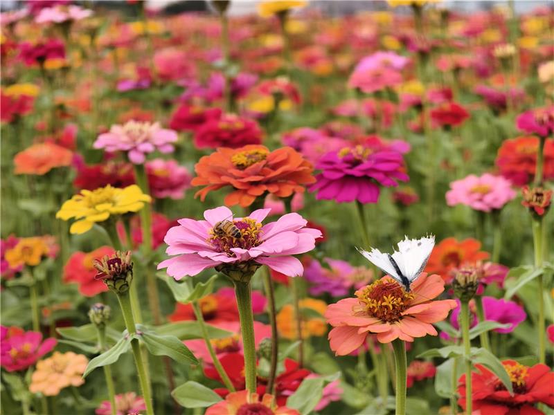 【賞花情報】  花的故鄉・