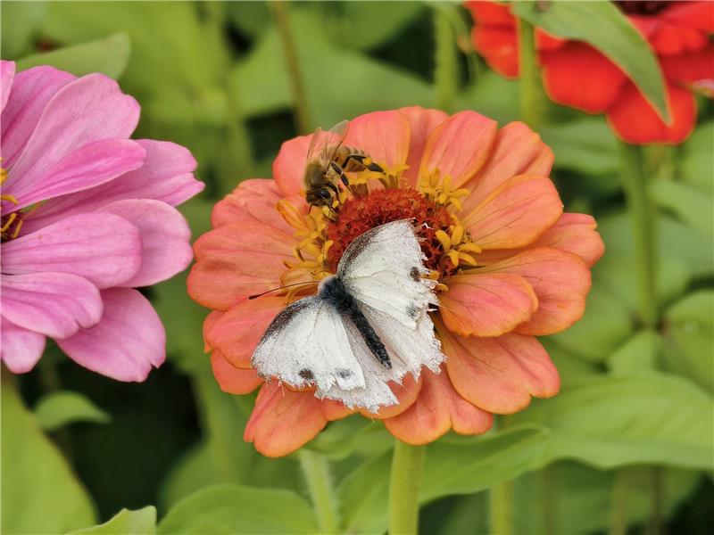【賞花情報】  花的故鄉・