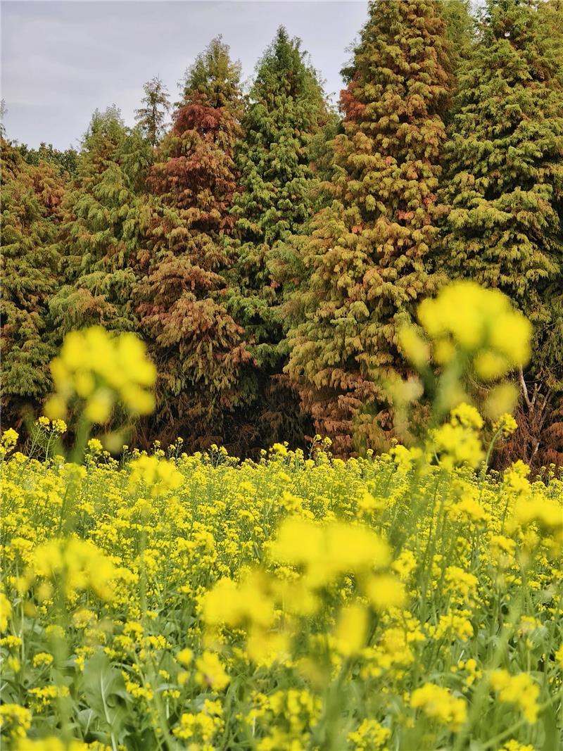 【賞花情報】  花的故鄉・