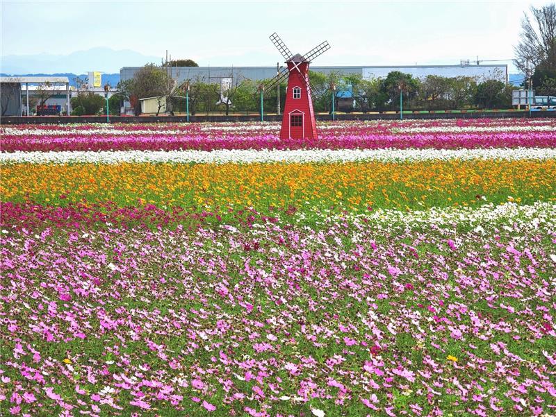 🌸 鄉間的春日畫卷｜彰化秀水・金陵村花海 🌸現在，正是最美的時刻