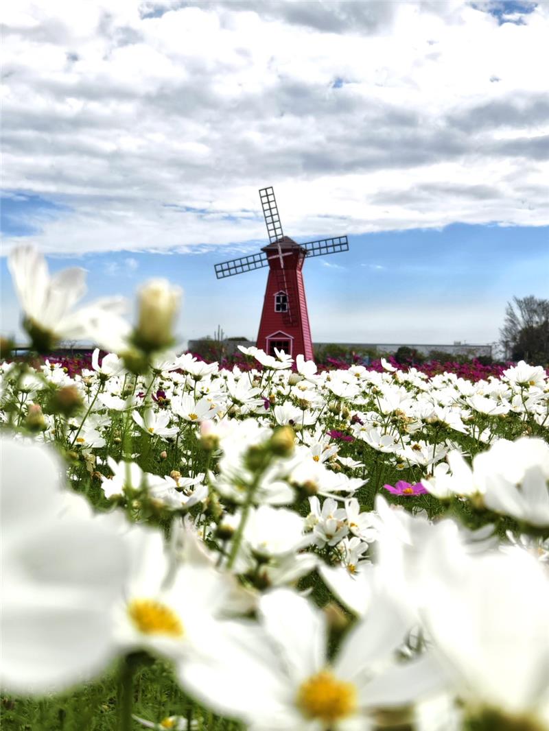 🌸 鄉間的春日畫卷｜彰化秀水・金陵村花海 🌸現在，正是最美的時刻