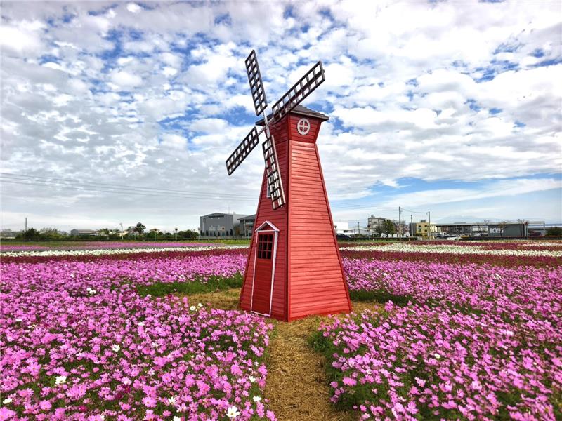 🌸 鄉間的春日畫卷｜彰化秀水・金陵村花海 🌸現在，正是最美的時刻