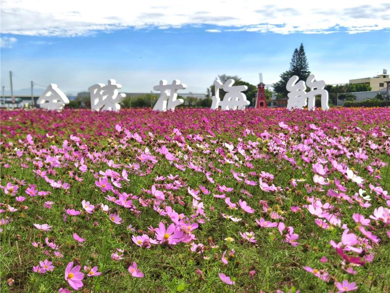 🌸 鄉間的春日畫卷｜彰化秀水・金陵村花海 🌸現在，正是最美的時刻