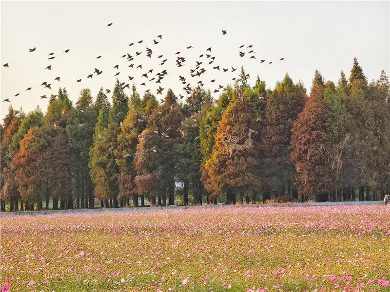 	 🍃美到像雜誌封面 -波斯菊 × 落羽松花海｜員林花海把握花期同框！ ✨