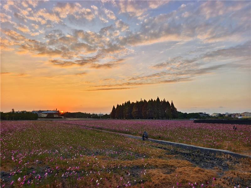 	 🍃美到像雜誌封面 -波斯菊 × 落羽松花海｜員林花海把握花期同框！ ✨