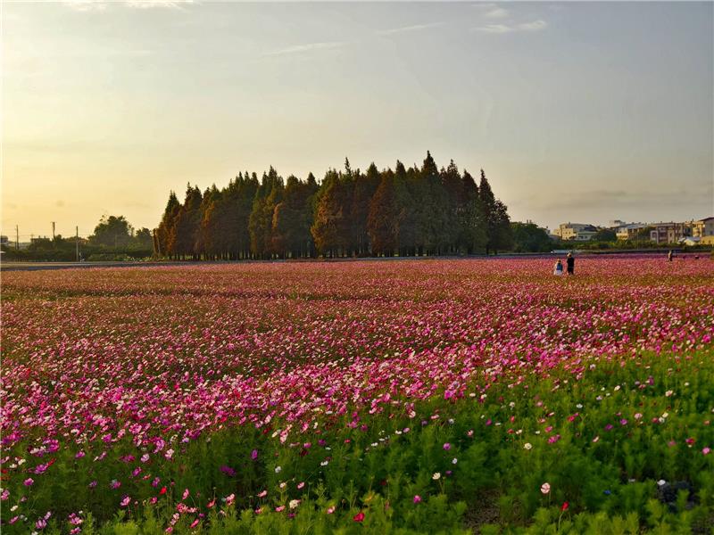 	 🍃美到像雜誌封面 -波斯菊 × 落羽松花海｜員林花海把握花期同框！ ✨
