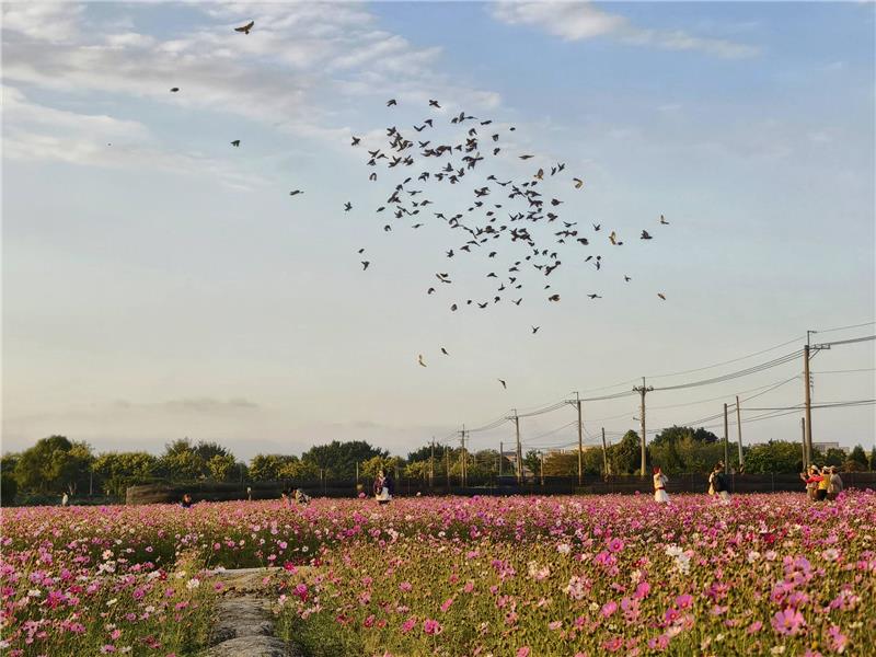 	 🍃美到像雜誌封面 -波斯菊 × 落羽松花海｜員林花海把握花期同框！ ✨
