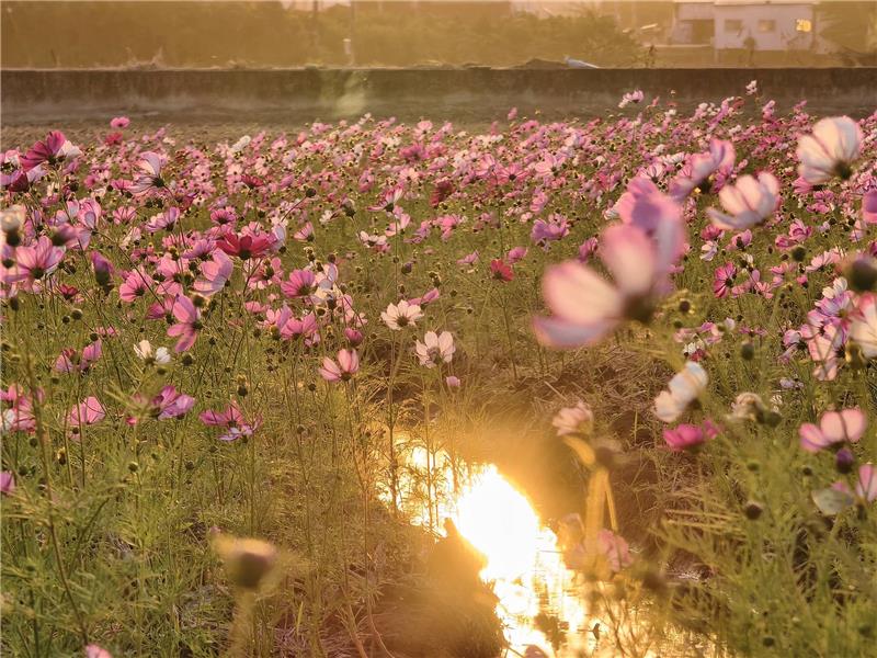	 🍃美到像雜誌封面 -波斯菊 × 落羽松花海｜員林花海把握花期同框！ ✨