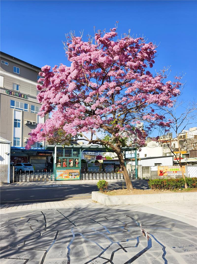 🌸 彰化春日限定｜轉個彎，就遇見粉紅棉花糖