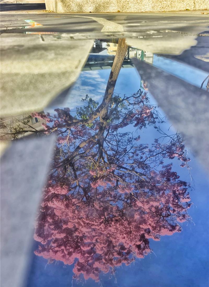 🌸 彰化春日限定｜轉個彎，就遇見粉紅棉花糖