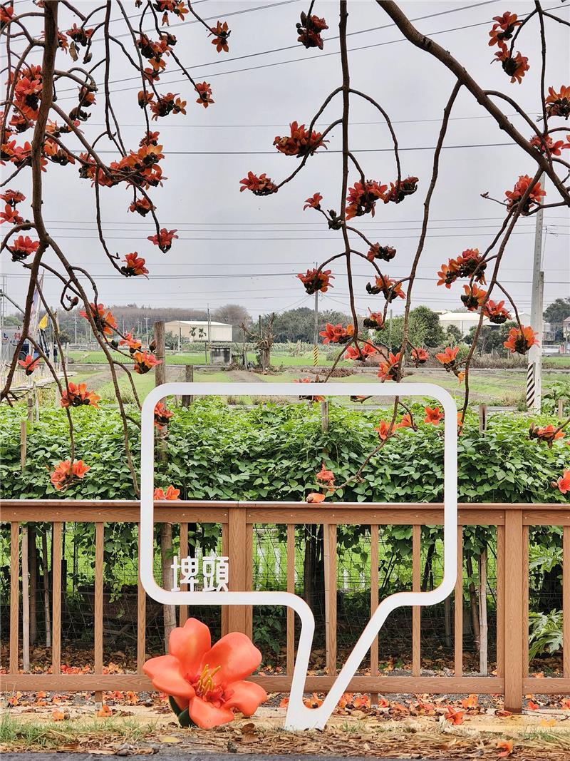 🌺 2026 木棉花季：有一種春天的紅，是木棉紅