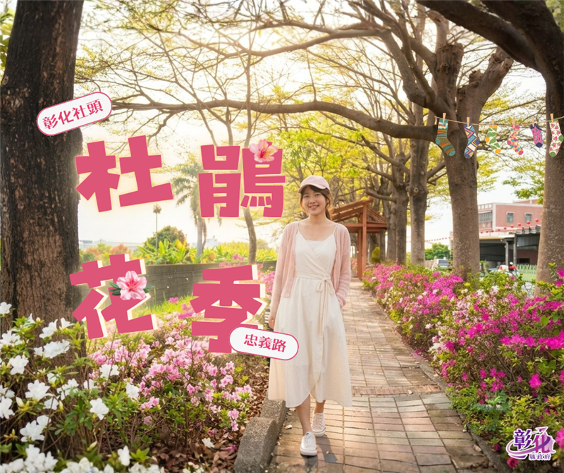 🌸【彰化社頭｜最美杜鵑花大道盛開中！】🌸