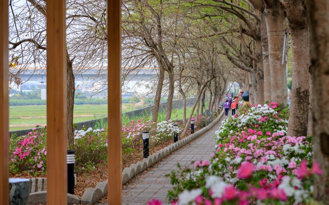 🌸【彰化社頭｜最美杜鵑花大道盛開中！】🌸