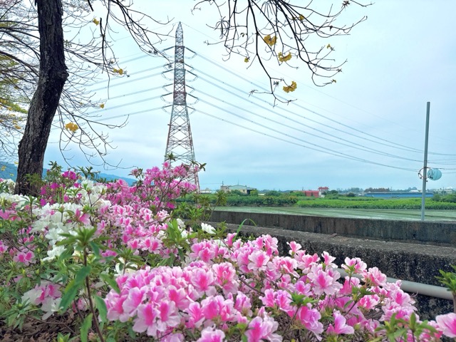 🌸【彰化社頭｜最美杜鵑花大道盛開中！】🌸
