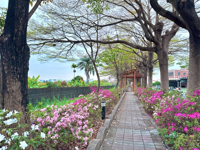 🌸【彰化社頭｜最美杜鵑花大道盛開中！】🌸