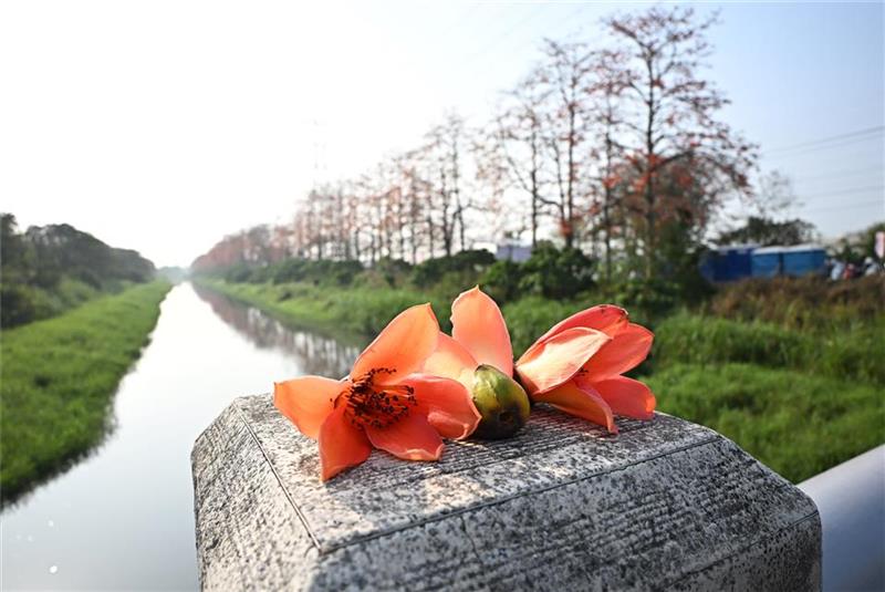 春日限定花海爆發！彰化木棉花季絕美綻放