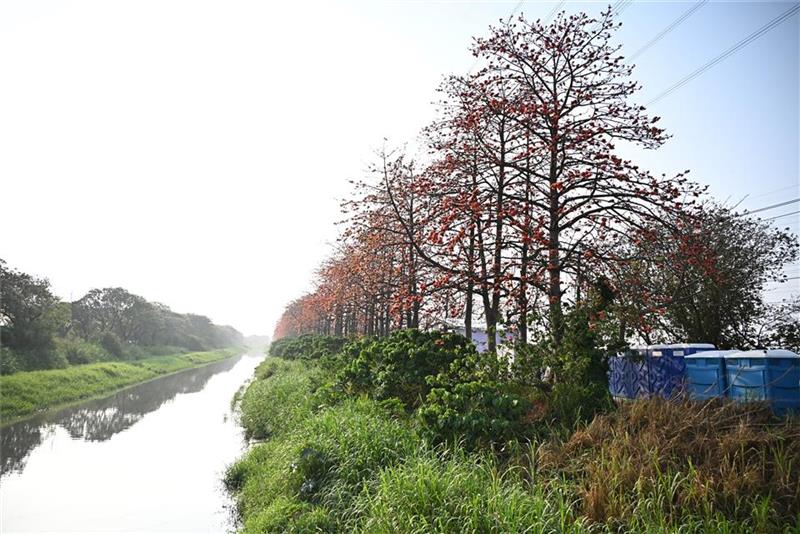 春日限定花海爆發！彰化木棉花季絕美綻放