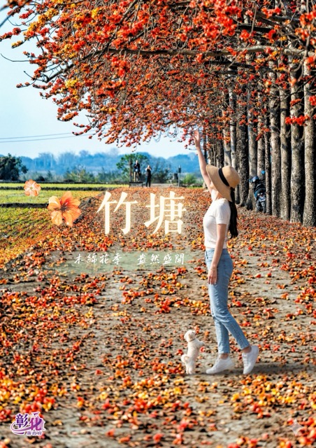 【賞花情報】🌺 竹塘木棉花開，正當時