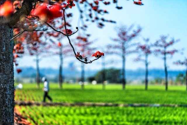 【賞花情報】🌺 竹塘木棉花開，正當時