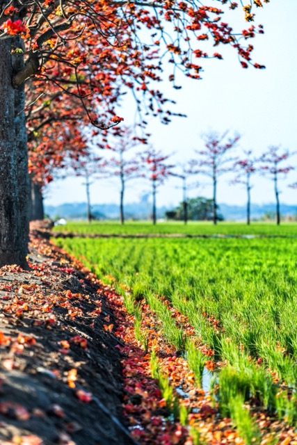 【賞花情報】🌺 竹塘木棉花開，正當時