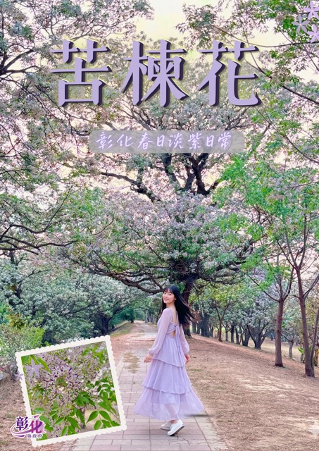 ✨ 春遊彰化｜淡紫苦楝花浪漫盛開 