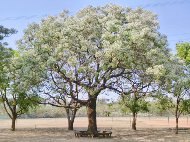 ✨ 春遊彰化｜淡紫苦楝花浪漫盛開 