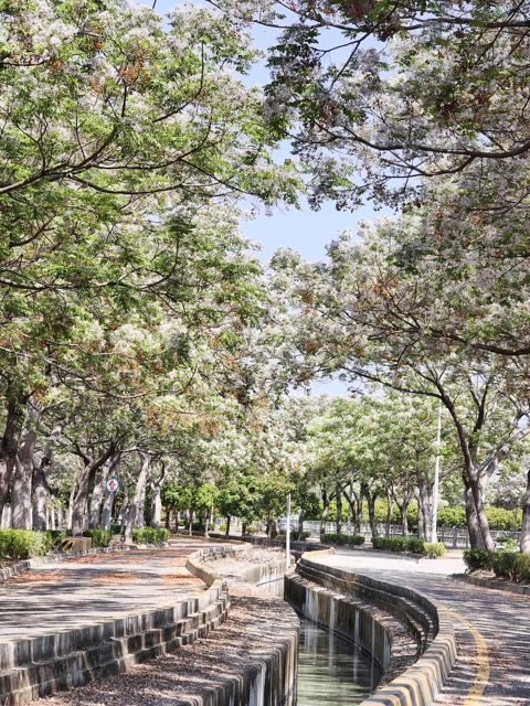 ✨ 春遊彰化｜淡紫苦楝花浪漫盛開 